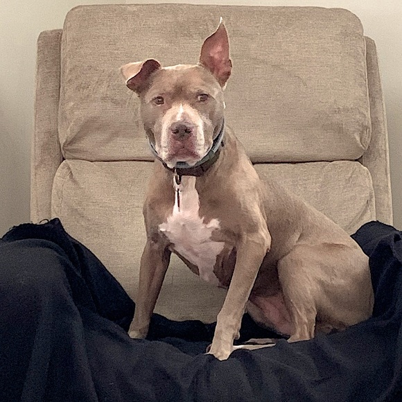 Hello Poshers!!! - Picture 3 of 4